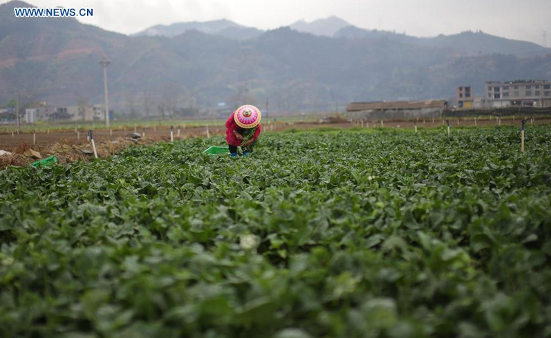 Farmers plant off-season fruits in China's Guizhou