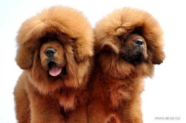 Tibetan mastiff exhibition kicks off in China's Hebei