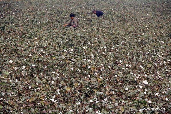 Farmers pick cotton in central China