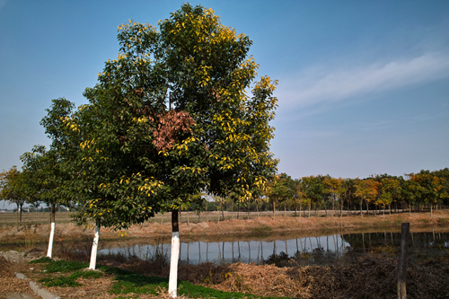 Huaqiao in late Autumn