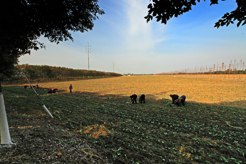 Huaqiao in late Autumn