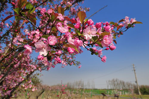 Crabapple flowers blossom in Huaqiao