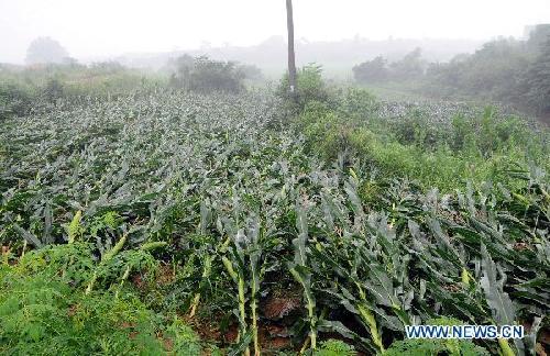 Tornado, rainstorm hammer China's Wuhan