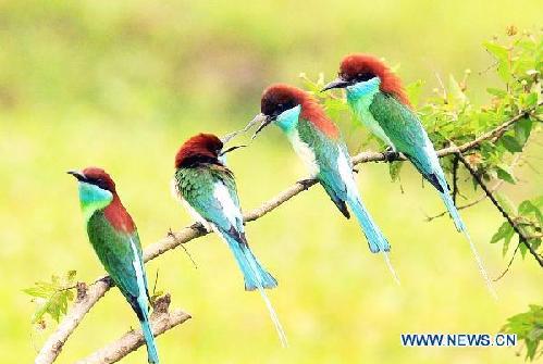 Fun in blue-throated bee-eaters' kingdom