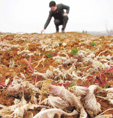 Pests and diseases plague crops