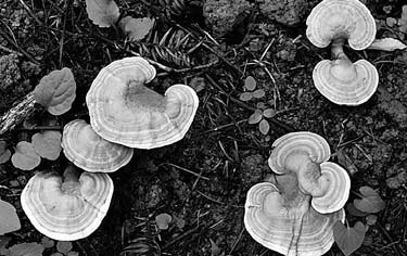 The farmer's quandary