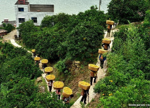 Orange harvest in C China
