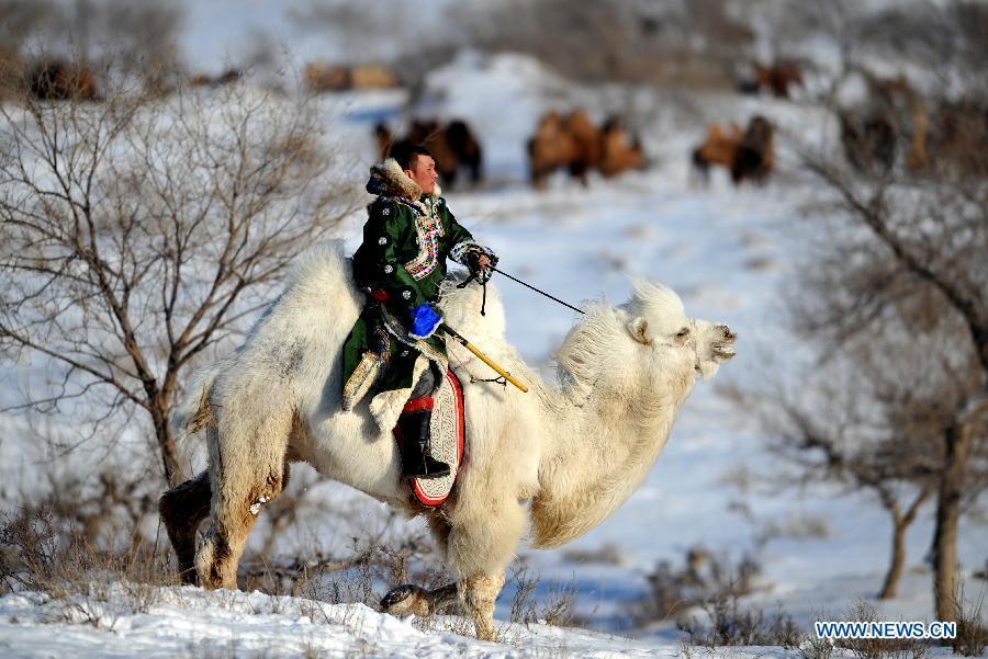 Camel culture festival held in N. China's Inner Mongolia