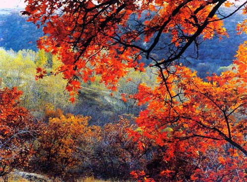 Daqinggou State-Level Nature Reserve