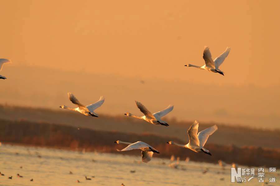 Uxin Banner, a rest station for migrating birds