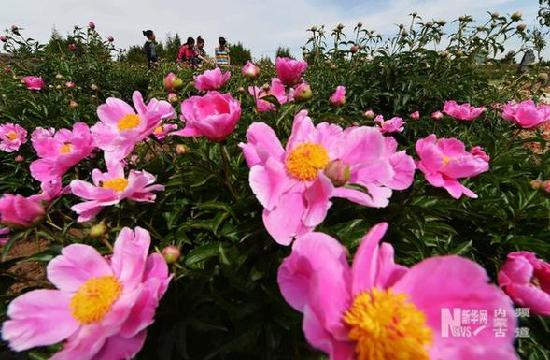 Free entrance to North China's largest Chinese herbaceous peony base