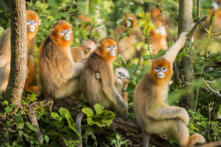 An ecological photographer’s works on golden snub-nosed monkeys
