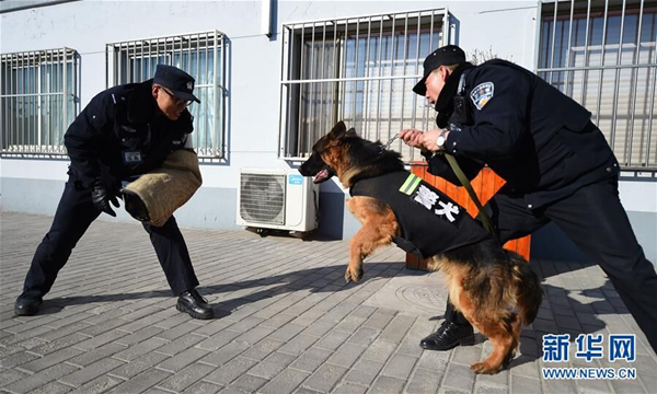 Police dog Princess' first Spring Festival travel rush