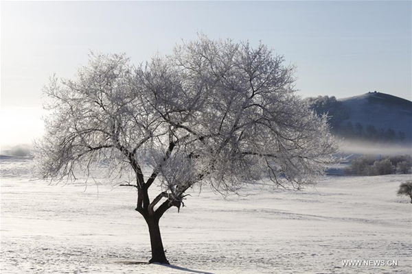 Rime scenery seen in Hexigten Banner, Inner Mongolia