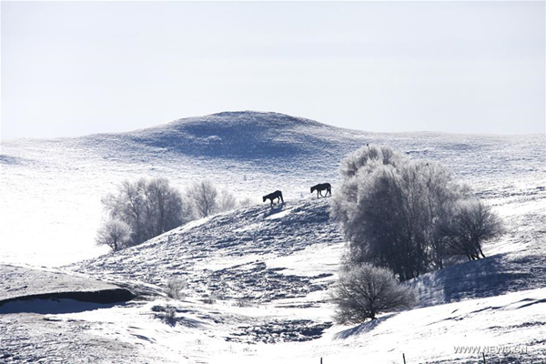 Rime scenery seen in Hexigten Banner, Inner Mongolia