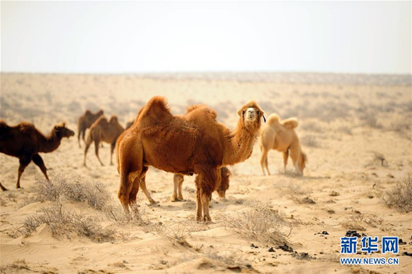 Endangered Mongolian camel making a comeback