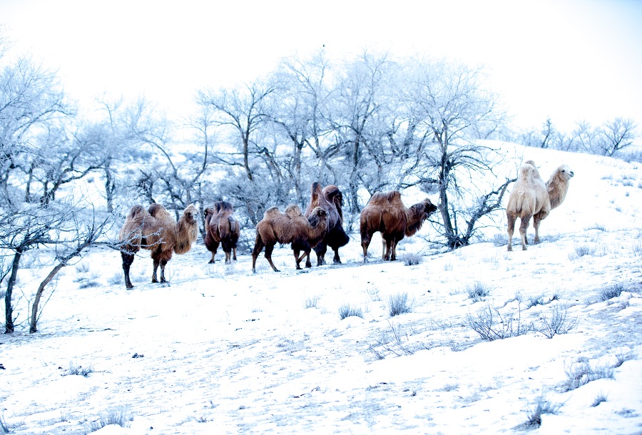 Camels wander snowy grasslands