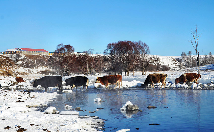 Ice-free stream flows across Arxan