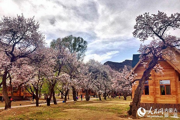 Apricot flowers bloom in Hohhot