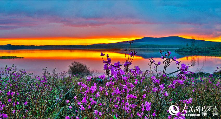 Rhododendrons blossom in Oroqen