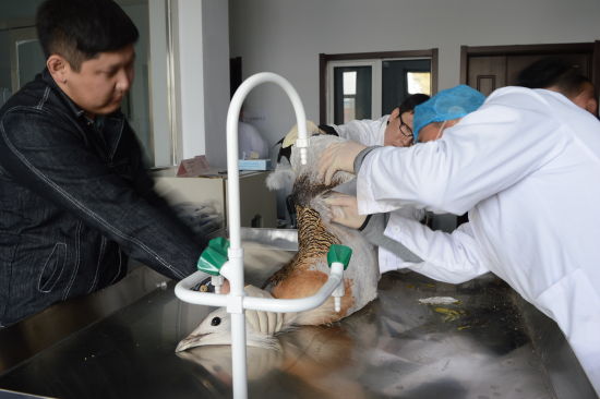 Great bustard rescued on Xilin Gol grassland