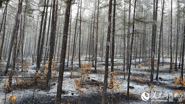 Bilahe forest fires extinguished