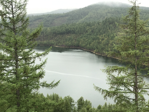 Rhododendrons blossom in Arxan