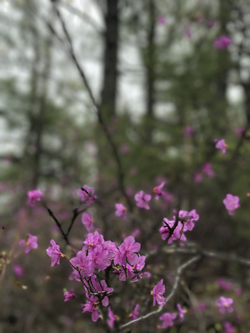 Rhododendrons blossom in Arxan
