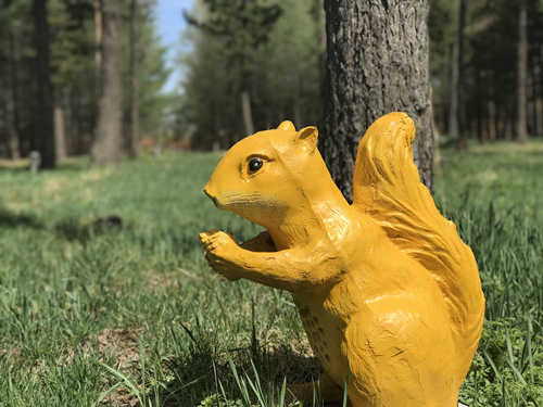 Rhododendrons blossom in Arxan