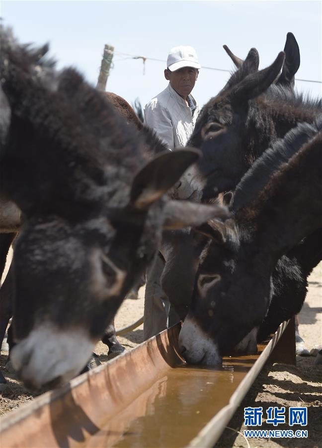 Sonid Right Banner strives to tackle poverty