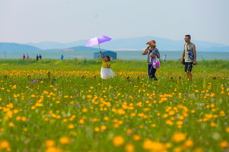 'Golden queen' buzzes in summer