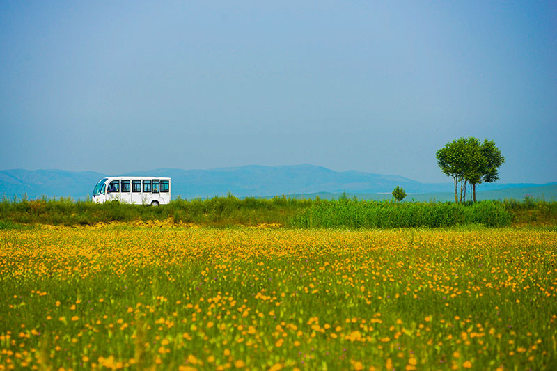 'Golden queen' buzzes in summer