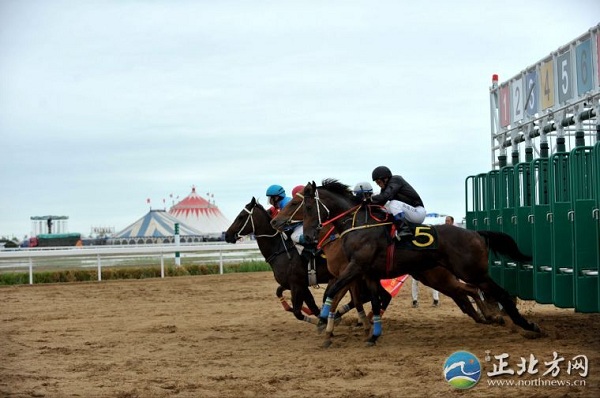 Horse racing grand prix comes to Hohhot