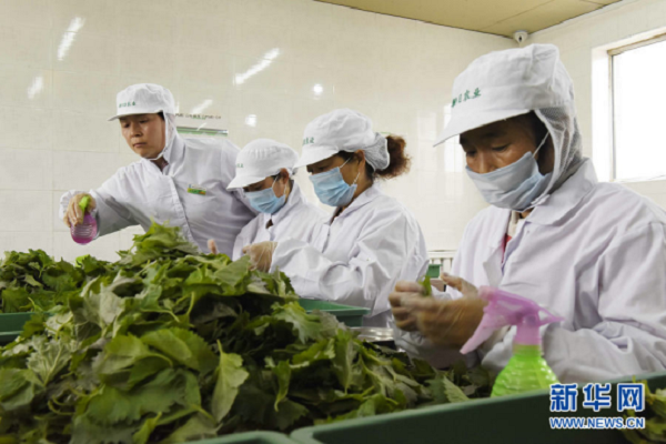 Perillas provide agricultural work in Hohhot
