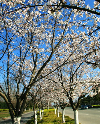 Cherry blossoms in full bloom in NETDA