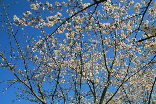 Cherry blossoms in full bloom in NETDA
