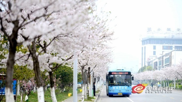 Places to enjoy cherry blossoms in Wuxi