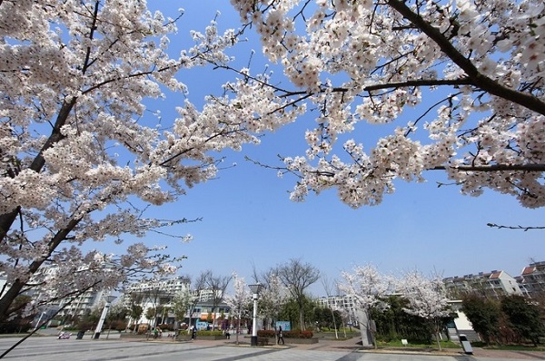Places to enjoy cherry blossoms in Wuxi
