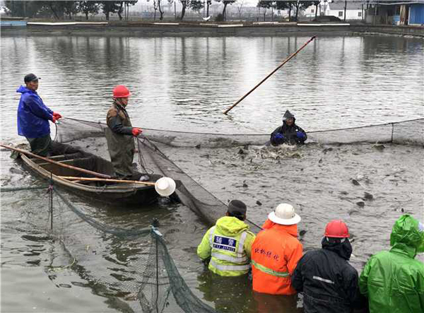 Wuxi fishermen haul up nethauling in nets for Spring Festival