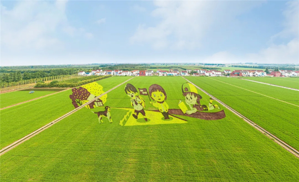 Picturesque rice fields seen in Zhangjiagang