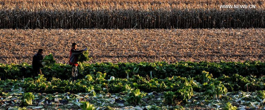 People in N China busy with stocking vegetables before winter season