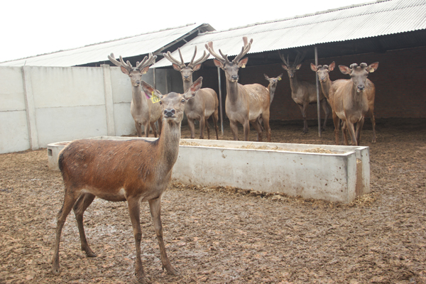 NE China deer antler business bustling