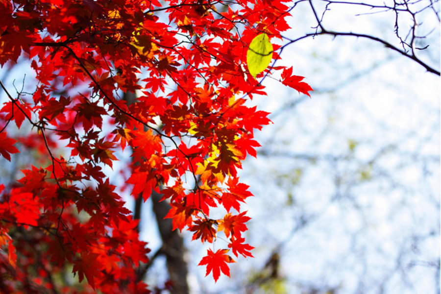 Trials begin on NE China’s most beautiful high-speed train