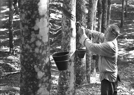 China's rubber sector stretched to the limit