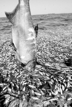 數公里長的死魚帶:沼氣還是工業污染?