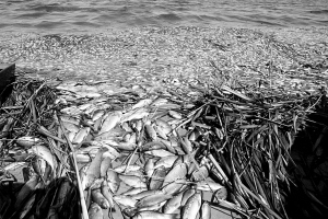 數公里長的死魚帶:沼氣還是工業污染?