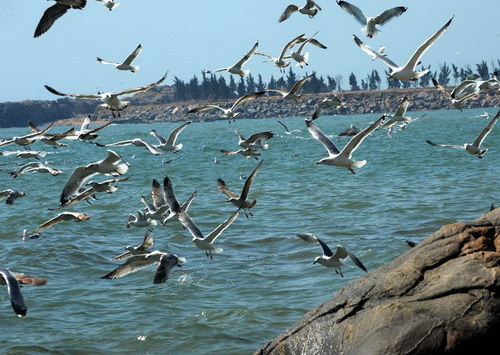 Tourists feed seagulls during Qingming Festival