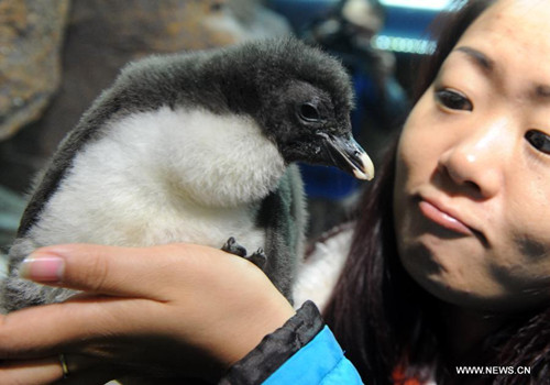 Cute baby rockhopper penguin in Qingdao