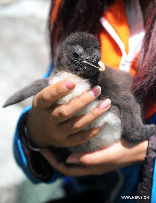 Cute baby rockhopper penguin in Qingdao