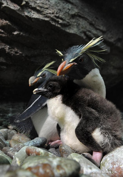 Cute baby rockhopper penguin in Qingdao